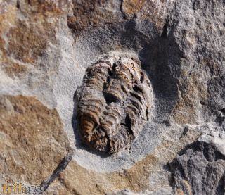 Gravicalymene arcuata (Price, 1982)