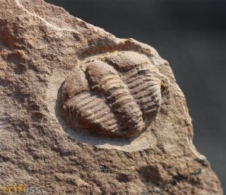Conocoryphe cf gerlinda najdr, 1982