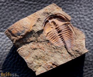 Ctenocephalus coronatus (Barrande, 1846)