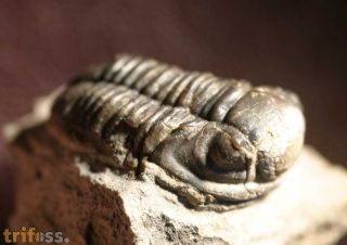 Gerastos cuvieri (STEININGER, 1831)