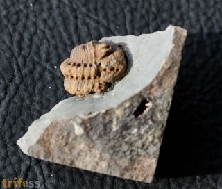 Geesops sparsinodosus gallicus (Struve, 1982)
