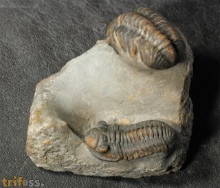 Morocconites sp. & Reedops cephalotes