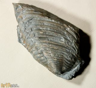 Burmeisterella vixarmata WENNDORF 1990