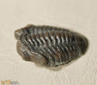 Acastocephala macrops (Salter, 1864)