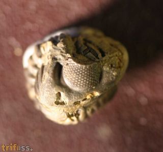 Pedinopariops brongniarti (STEININGER, 1831)