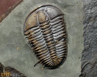 Conocoryphe sulzeri (Schlotheim 1823)