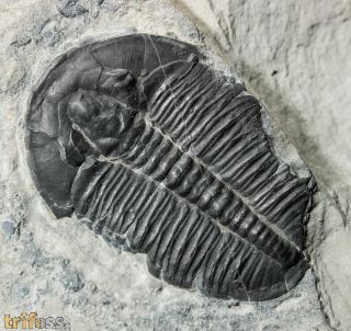 Elrathia kingi (Meek 1870)