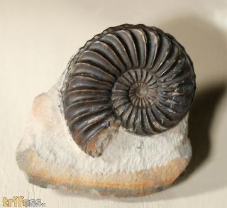 Pleuroceras solare (Phillips 1829)