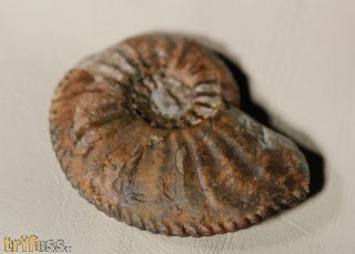 Amaltheus margaritatus MONTFORT, 1808