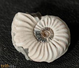 Pleuroceras spinatum (Bruguire 1789)