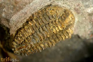 Placoparia cf.  zippei  (BOECK, 1827)
