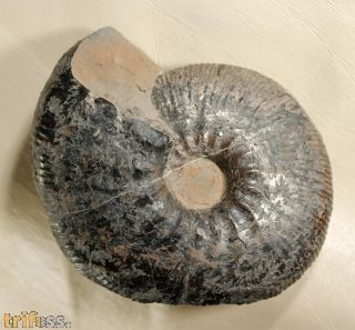 Dichotomites (Prodichotomites) hollwedensis (KEMPER 1978)