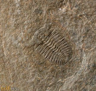 Arthricocephalus laterilobatus Ju, 1983