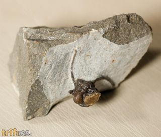 Cyphaspis ceratophthalmus (Goldfuss,1843)