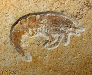 Franconipenaeus meyeri (OPPEL, 1862)