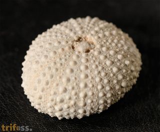 Echinostrephus molaris (Blainville, 1825)