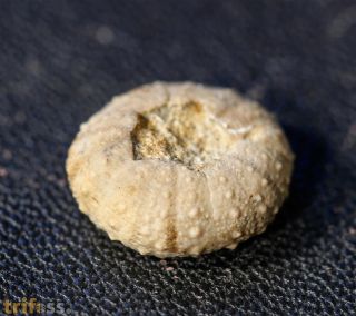 Polydiadema stellulata (AGASSIZ, 1839)