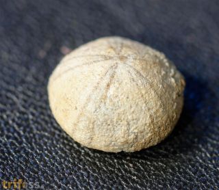 Discoidea karakaschi RENNGARTEN, 1926