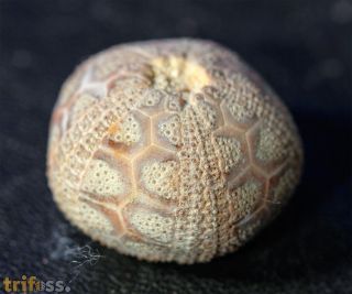Microcyphus rousseaui (Agassiz & Desor 1846)