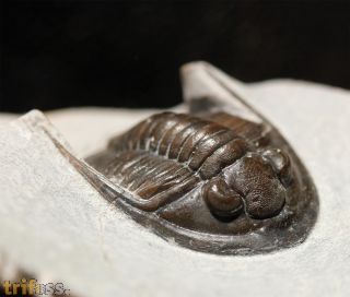 Diademaproetus sp.