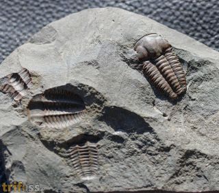 Ellipsocephalus hoffi (Schlotheim, 1823)