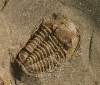 Agerina sp.