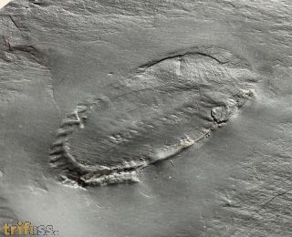 Asteropyge sp.