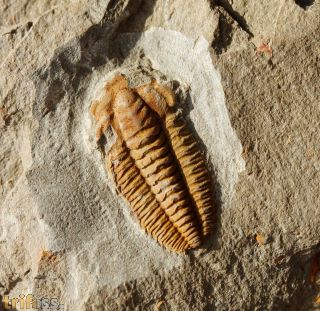 Protolenus (Protolenus) sp.