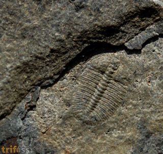 Arthricocephalus laterilobatus Ju, 1983