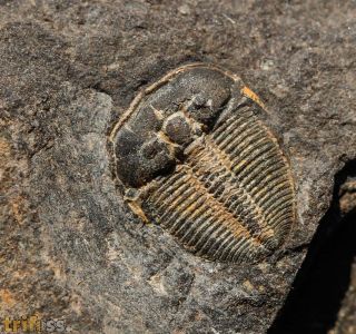 Aulacopleura konincki (BARRANDE, 1846)