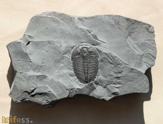 Elrathia kingi (Meek 1870)