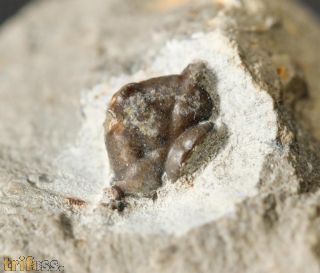 Ceratages  armatus (GOLDFUSS, 1839)