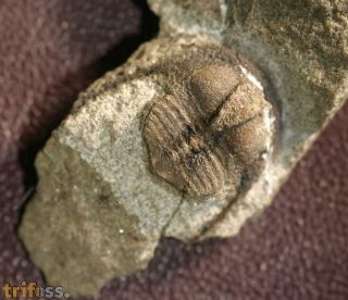 Onnia sp.