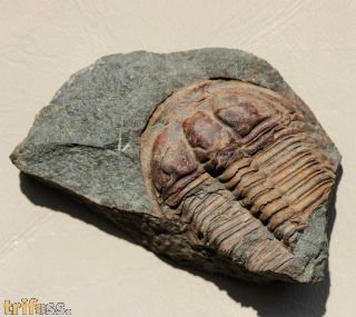 Ptychoparia striata (Emmrich 1839)