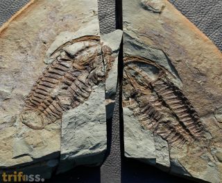 Conocoryphe heberti  (Munier-Chalmas and Bergeron, 1889)