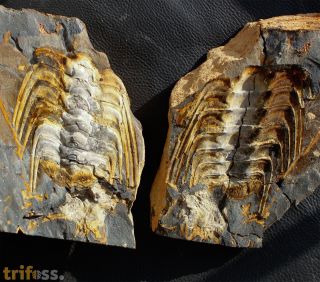Selenopeltis (Laguedopeltis) gallicus & Prionocheilus sp.