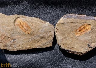 Myopsolenites boutiouiti GEYER 2004