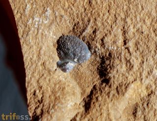 Diademaproetus praecursor  (Alberti, 1969)