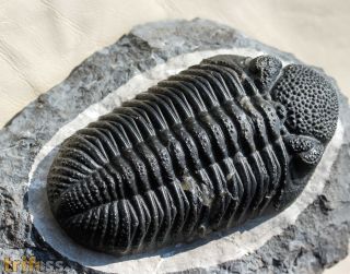 Drotops megalomanicus Struve, 1990