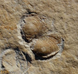 Inoceramus sp.