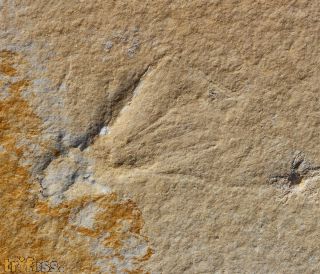 Pycnophlebia sp.