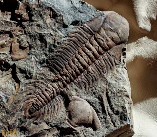 Paradoxides gracilis (BOECK, 1827)