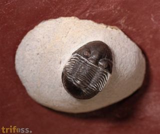 Paralejurus tenuistriatus SCHRAUT 2004
