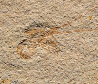 Palinurina longipes MNSTER, 1839