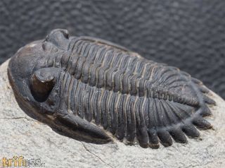 Hollardops mesocristata (LE MAITRE 1952)