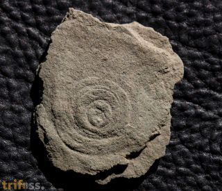 Cyclomedusa delicata Fedonkin, 1981