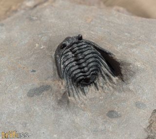 Leonaspis cf hastata ALBERTI 1967