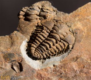 Placoparia cambriensis HICKS, 1875