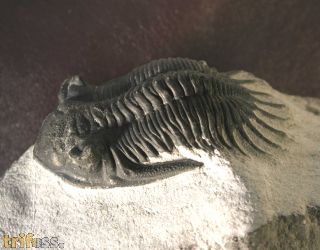 Kayserops marocanensis MORZARDEC 2001