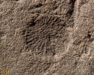 Dickinsonia costata (Sprigg, 1947)